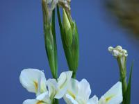 Weiße Irisblüten - Taoro Park Puerto de la Cruz